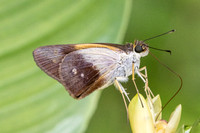 Calpodes sp-1126