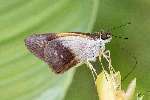 Calpodes sp-1126