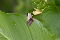 Calpodes sp-1127