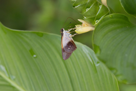 Calpodes sp-1127