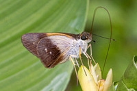 Calpodes sp-1123