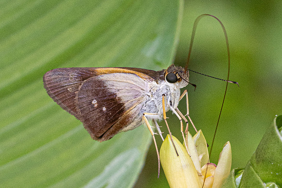 Calpodes sp-1123