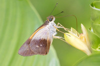 Calpodes sp-1125