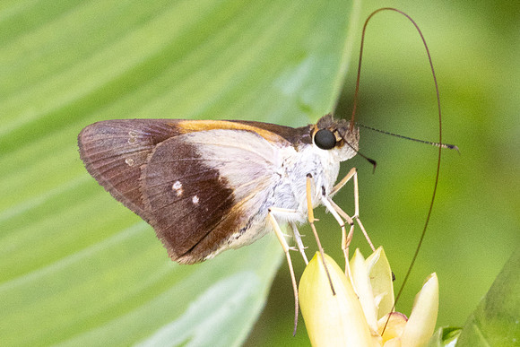 Calpodes sp-1122