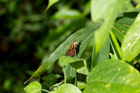 Calpodes sp-5221