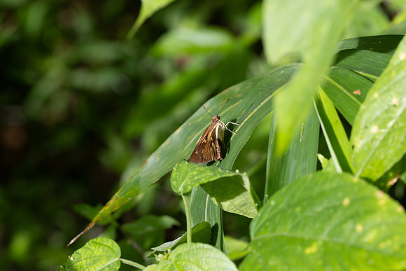 Calpodes sp-5221