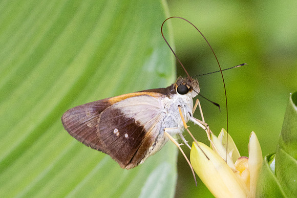 Calpodes sp-1121