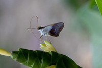Calpodes sp-1144