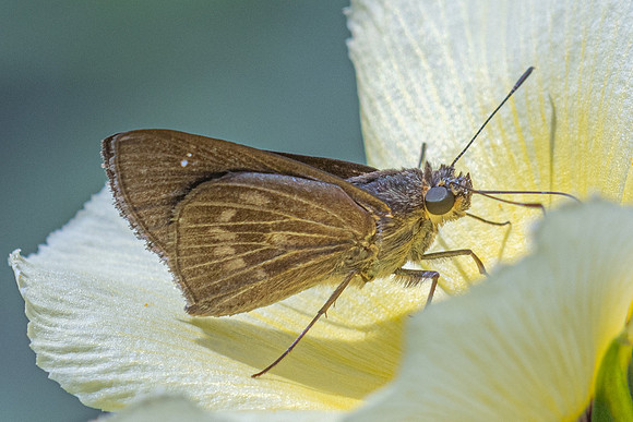 Lerema geisa-5427