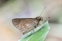 Lerema geisa-5424