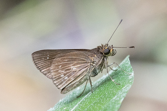 Lerema geisa-5424