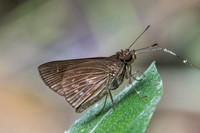 Lerema geisa-5425