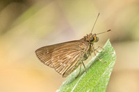 Lerema geisa