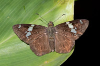 Celaenorrhinus similis-7688- Bucaramanga - 21/07/25