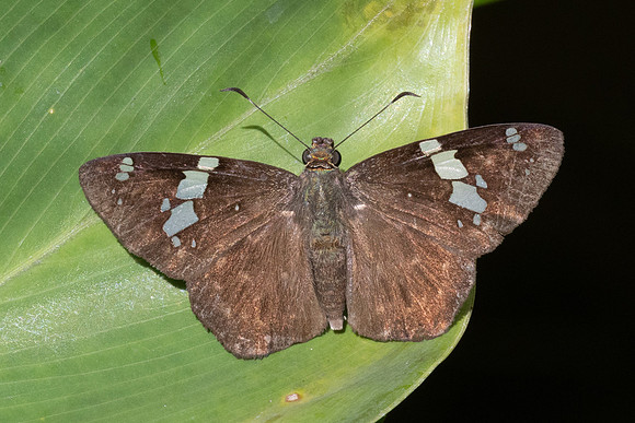 Celaenorrhinus similis-7688- Bucaramanga - 21/07/25