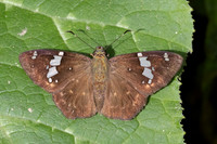 Celaenorrhinus similis-5280- Bucaramanga - 21/07/25