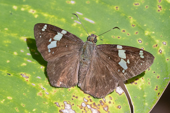 Celaenorrhinus similis-7667- Bucaramanga - 30/07/25