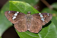 Celaenorrhinus similis-7675- Bucaramanga - 30/07/25