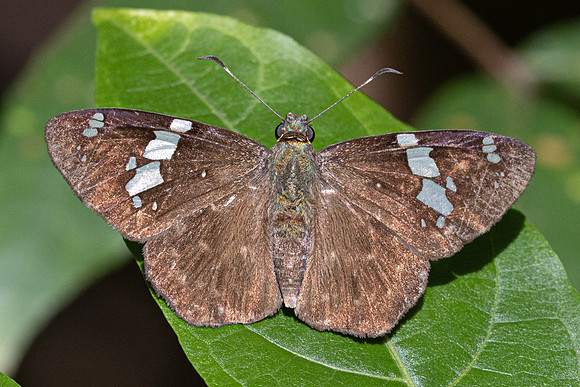 Celaenorrhinus similis-7675- Bucaramanga - 30/07/25