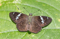 Celaenorrhinus similis-5292- Bucaramanga - 21/07/25