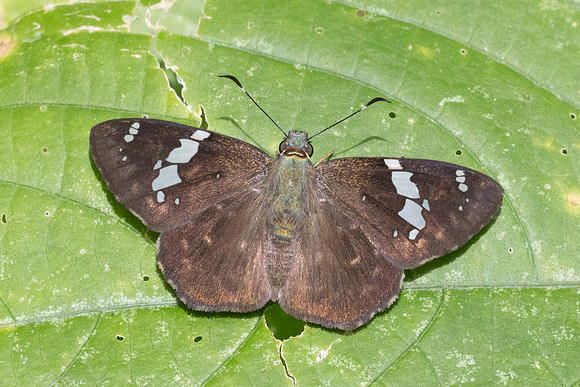 Celaenorrhinus similis-5292- Bucaramanga - 21/07/25