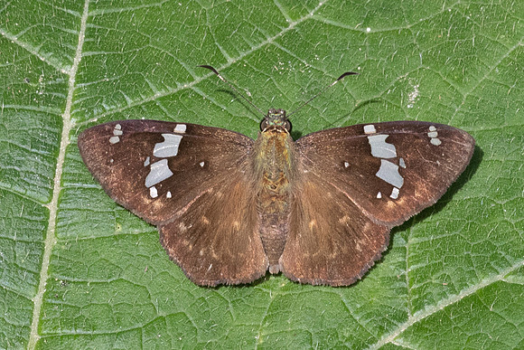 Celaenorrhinus similis-5264 - Bucaramanga - 21/07/25