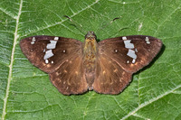 Celaenorrhinus similis-5262 - Bucaramanga - 21/07/25