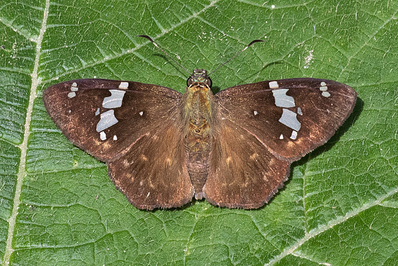 Celaenorrhinus similis-5262 - Bucaramanga - 21/07/25
