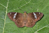 Celaenorrhinus similis