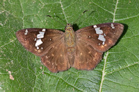 Celaenorrhinus similis-5269- Bucaramanga - 21/07/25
