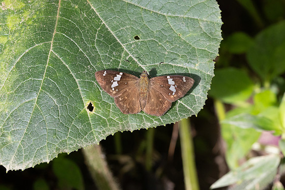 Celaenorrhinus similis-5274- Bucaramanga - 21/07/25