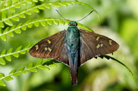 Ectomis metallescens-2563