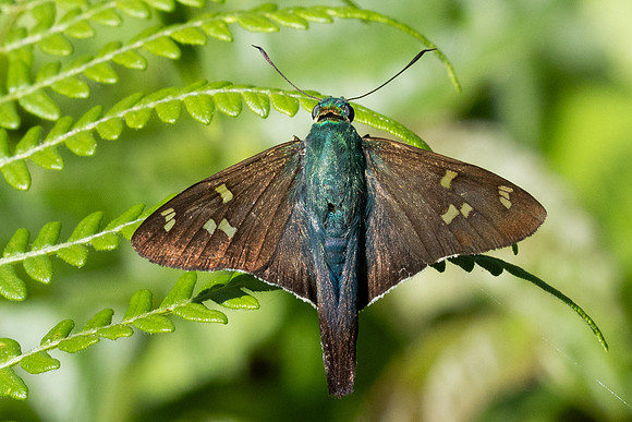 Ectomis metallescens-2563