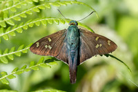 Ectomis metallescens