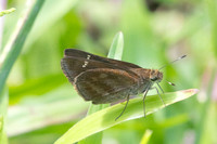 Cynea cannae id--2270