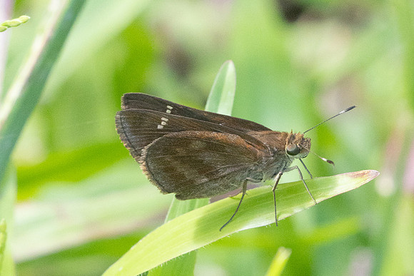 Cynea cannae id--2270
