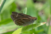 Cynea cannae id--2271