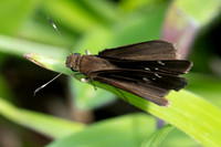 Cynea cannae id--2275