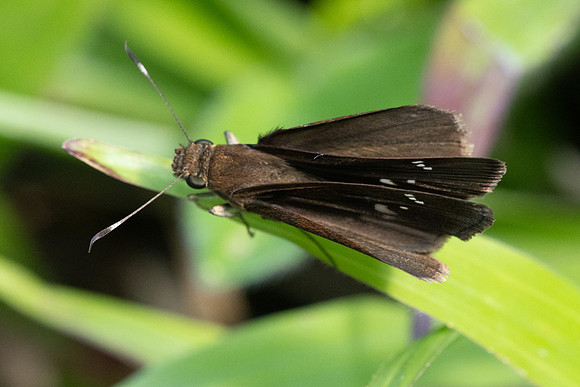 Cynea cannae id--2275