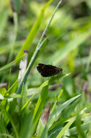 Cynea cannae id--2273
