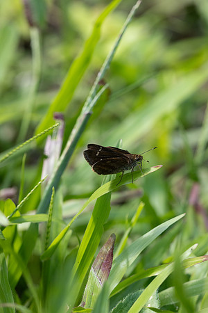 Cynea cannae id--2273