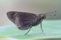 Eutychide complana-2140