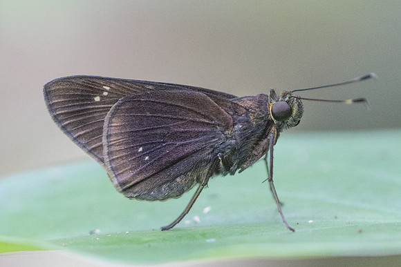 Eutychide complana-2140