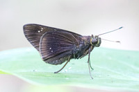 Eutychide complana-2128