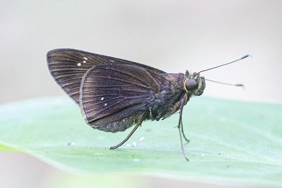 Eutychide complana-2128
