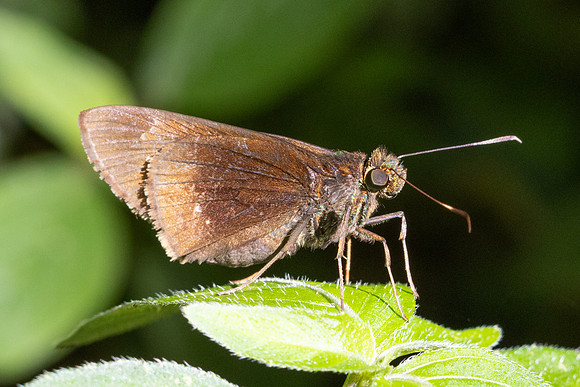 Decinea dama - Eutychide complana -7005