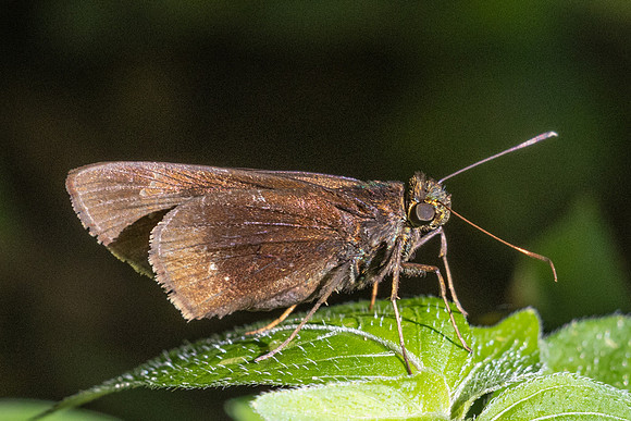 Decinea dama - Eutychide complana -7010