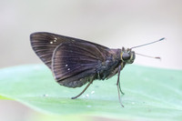 Eutychide complana-2126