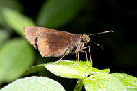 Decinea dama - Eutychide complana -7007