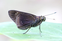 Eutychide complana-2125